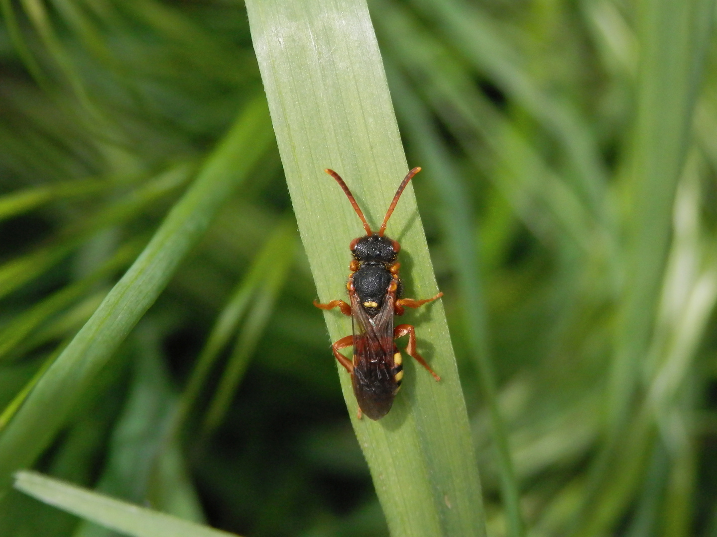 Gewöhnliche Wespenbiene (Nomada fucata) - Weibchen