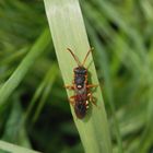 Gewöhnliche Wespenbiene (Nomada fucata) - Weibchen