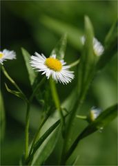 Gewöhnliche Wucherblume