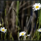 Gewöhnliche Wucherblume