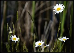 Gewöhnliche Wucherblume