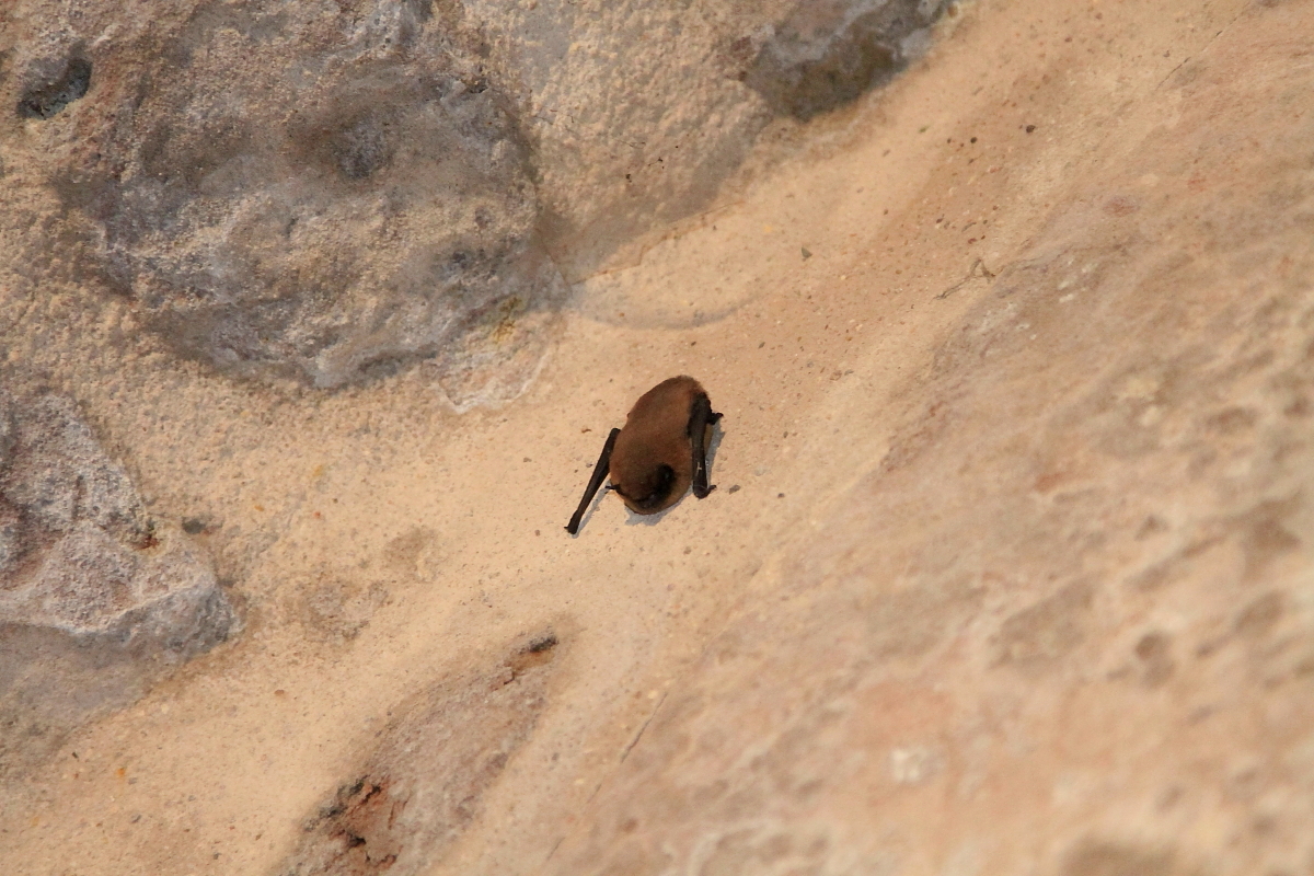 	Gewöhnliche Zwergfledermaus (Pipistrellus pipistrellus)