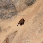 	Gewöhnliche Zwergfledermaus (Pipistrellus pipistrellus)