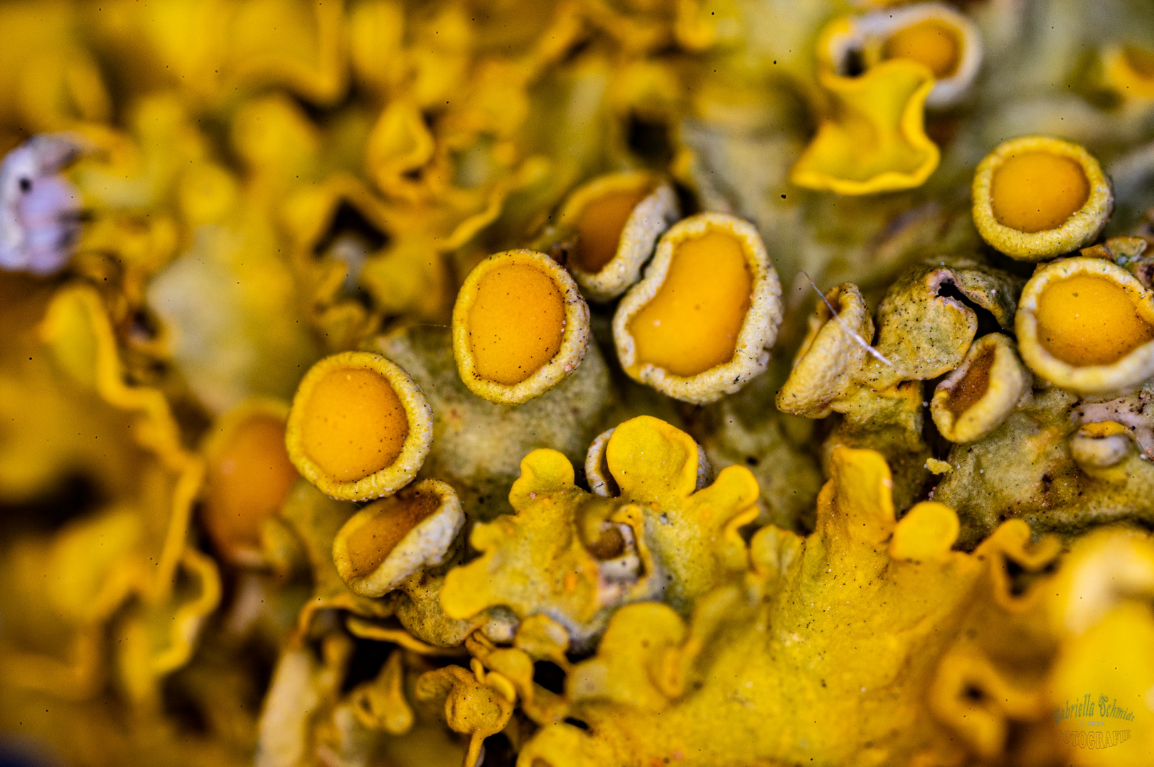 Gewöhnlichen Gelbflechte (Xanthoria parietina)