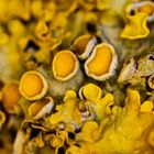 Gewöhnlichen Gelbflechte (Xanthoria parietina)