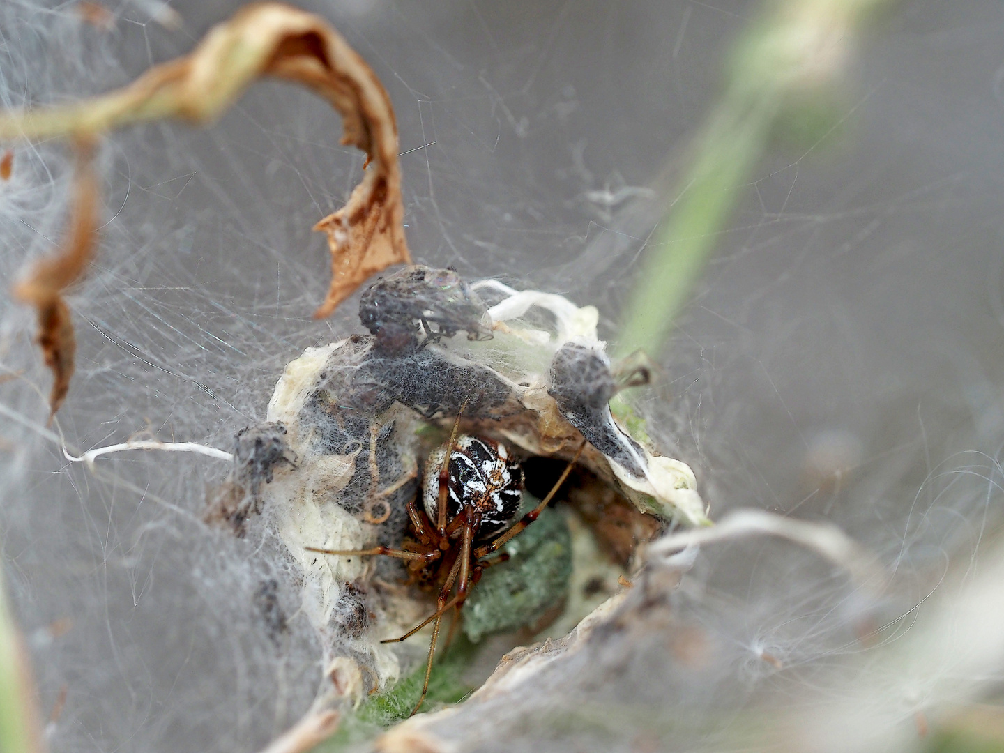 Gewöhnlichen Haubennetzspinne (Phylloneta impressa) in ihrem Haubennetz