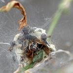 Gewöhnlichen Haubennetzspinne (Phylloneta impressa) in ihrem Haubennetz