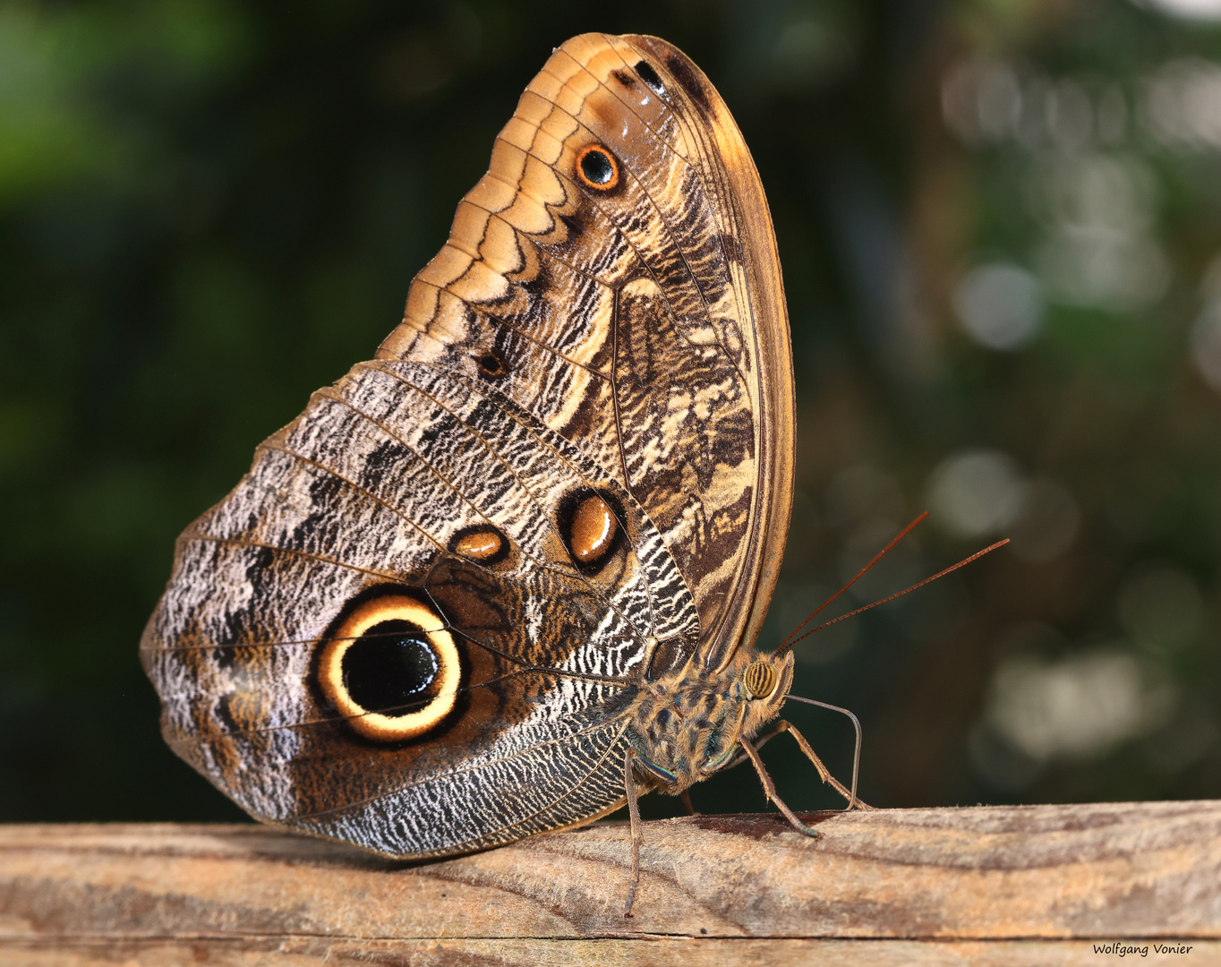 Gewöhnlicher Bananenfalter Caligo eurilochus 