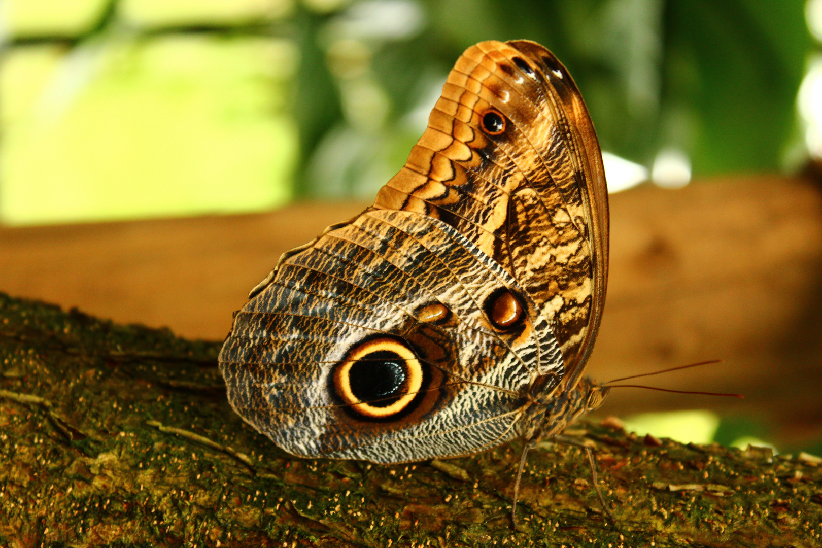 Gewöhnlicher Bananenfalter - Caligo eurilochus