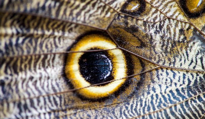 Gewöhnlicher Bananenfalter (Caligo eurilochus)