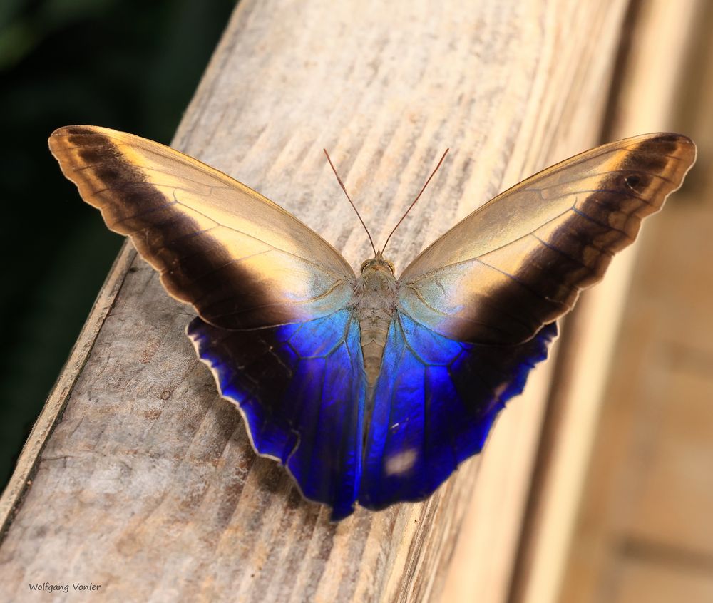 Gewöhnlicher Bananenfalter Caligo eurilochus 