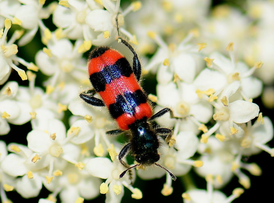 Gewöhnlicher Bienenkäfer