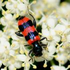 Gewöhnlicher Bienenkäfer