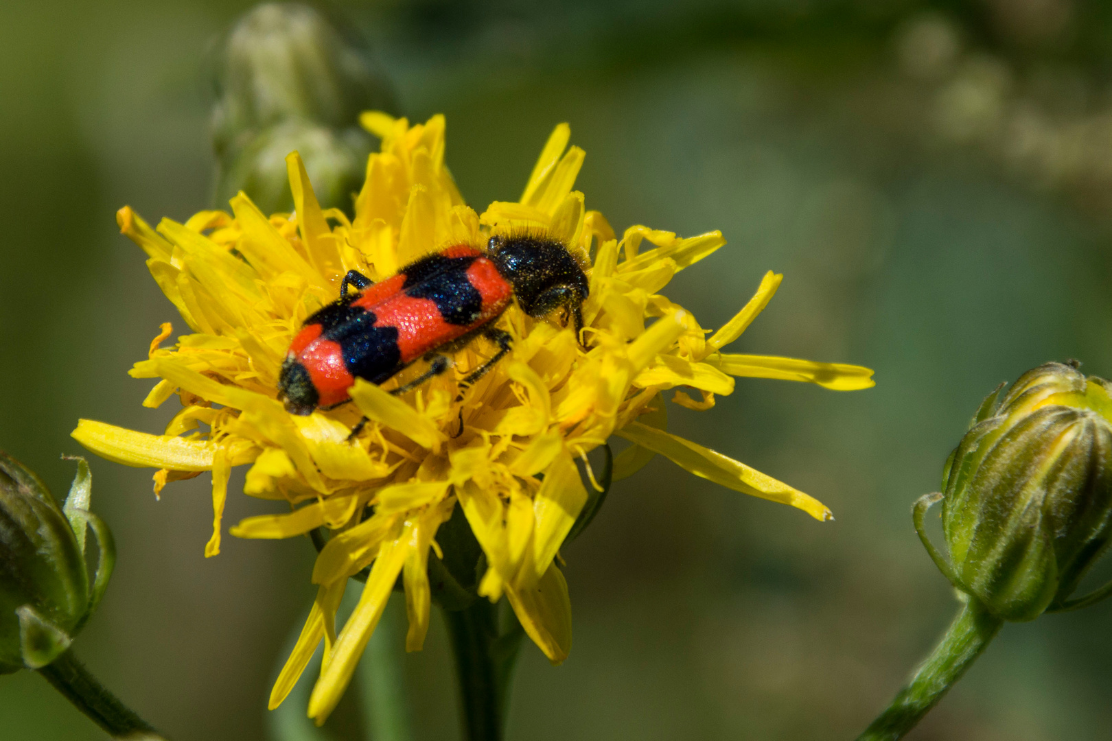 Gewöhnlicher Bienenkäfer