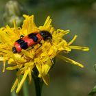 Gewöhnlicher Bienenkäfer