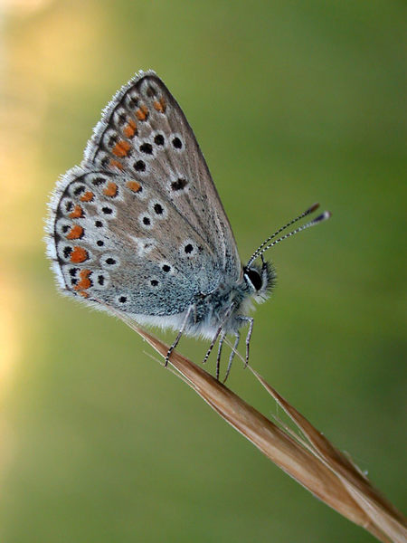 Gewöhnlicher Bläuling