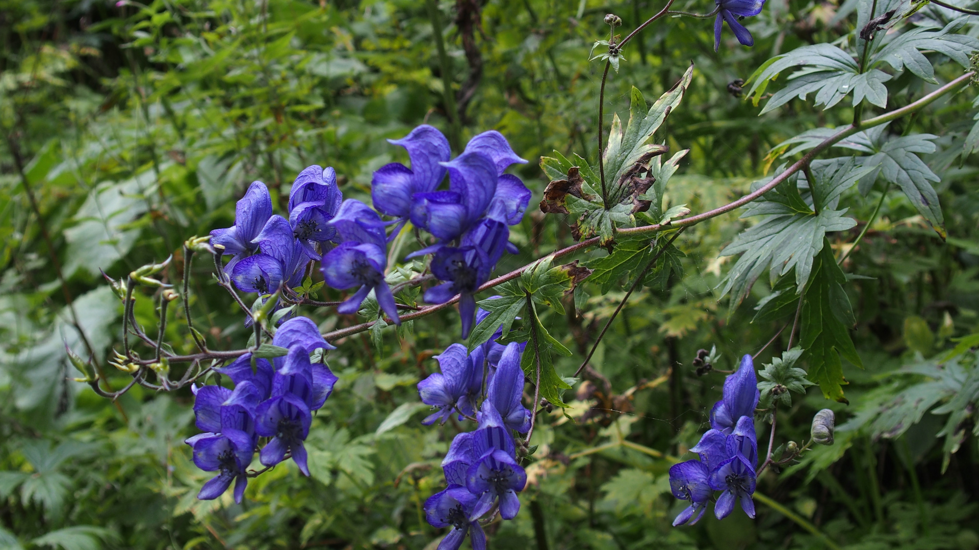 Gewöhnlicher Blau-Eisenhut 'Aconitum neomontanum'