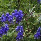 Gewöhnlicher Blau-Eisenhut 'Aconitum neomontanum'