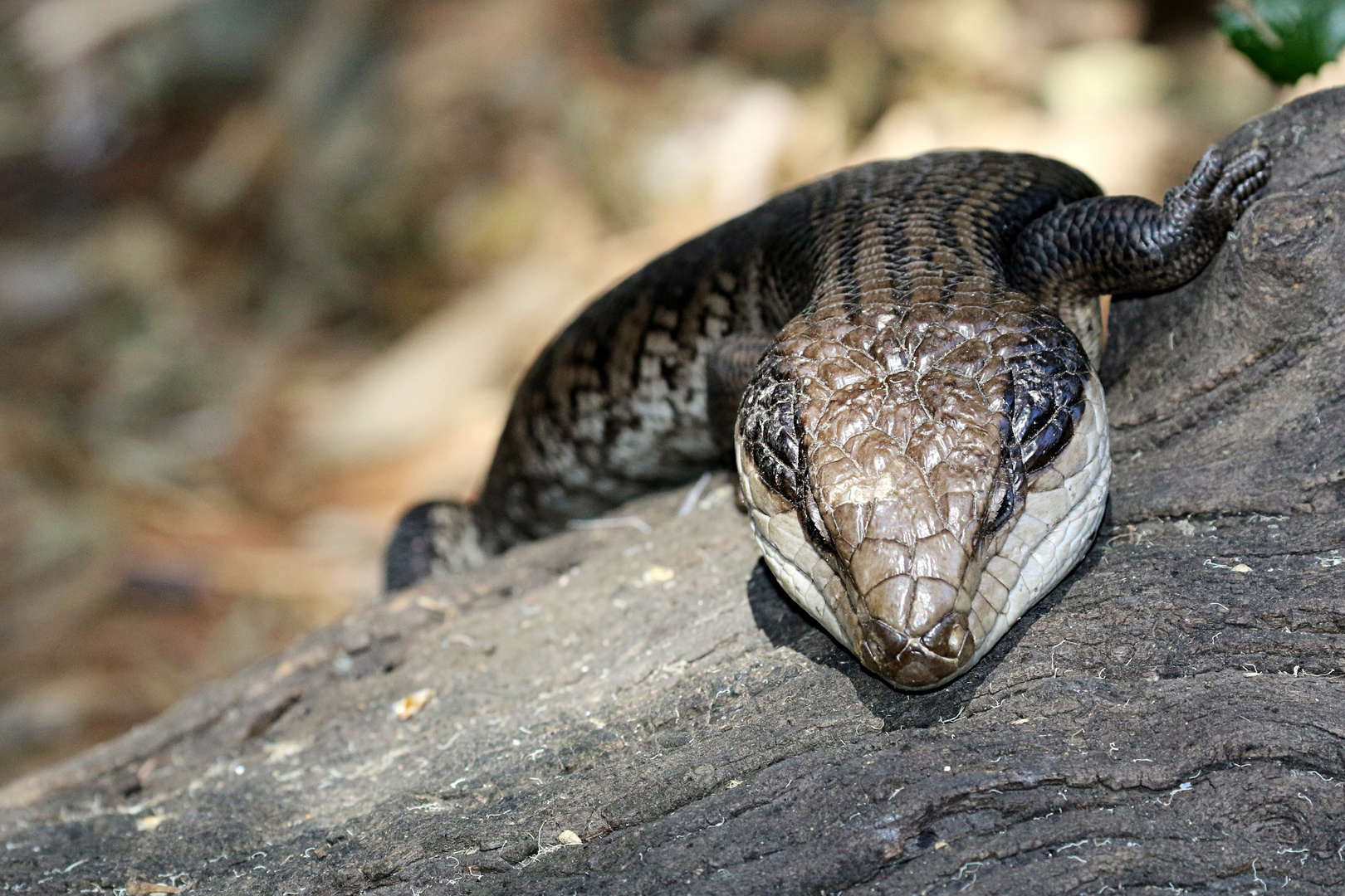 Gewöhnlicher Blauzungenskink ...