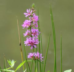 Gewöhnlicher Blutweiderich