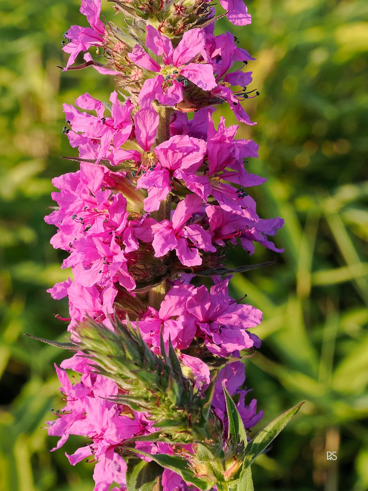 Gewöhnlicher Blutweiderich