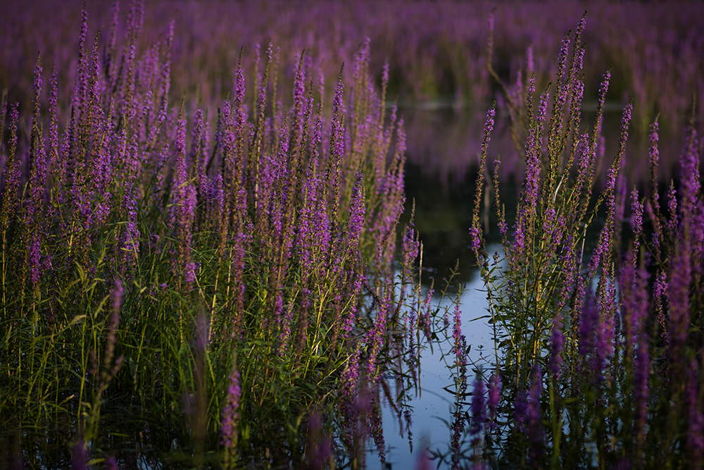 Gewöhnlicher Blutweiderich