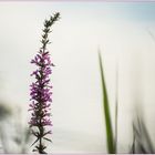 gewöhnlicher blutweiderich (lythrum salicaria)....