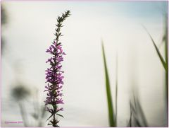 gewöhnlicher blutweiderich (lythrum salicaria)....