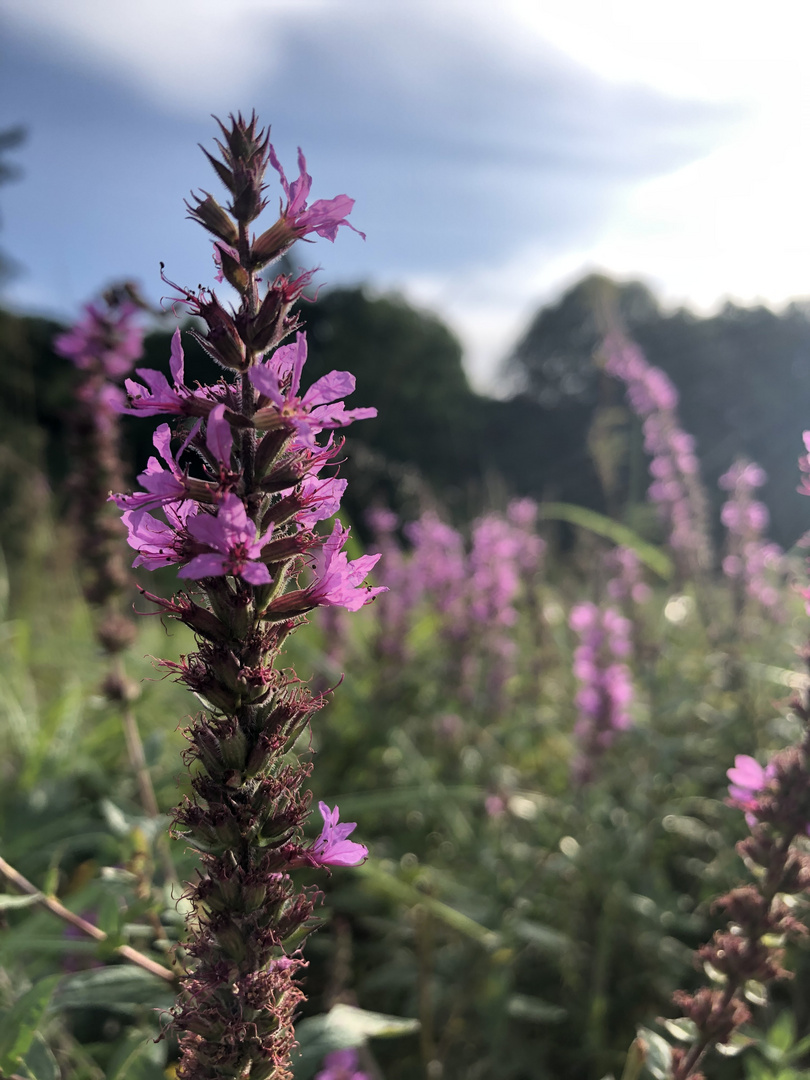 Gewöhnlicher Butweiderich (Lythrum salicaria)