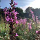 Gewöhnlicher Butweiderich (Lythrum salicaria)