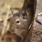 Gewöhnlicher Degu - Trugratte