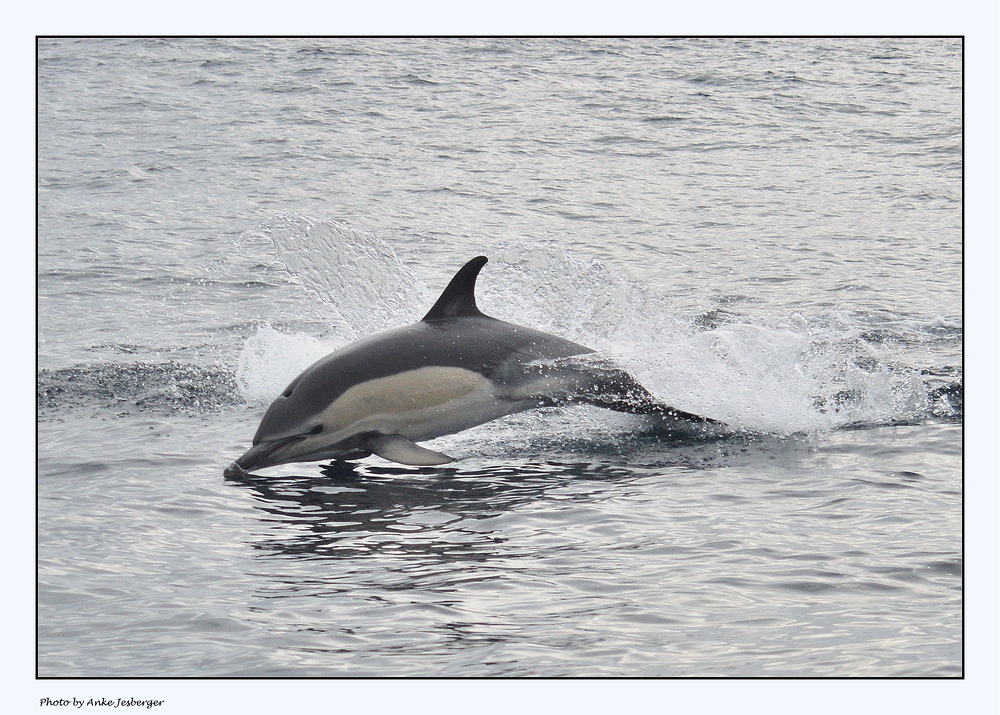 Gewöhnlicher Delphin / Common Dolphin