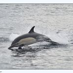 Gewöhnlicher Delphin / Common Dolphin