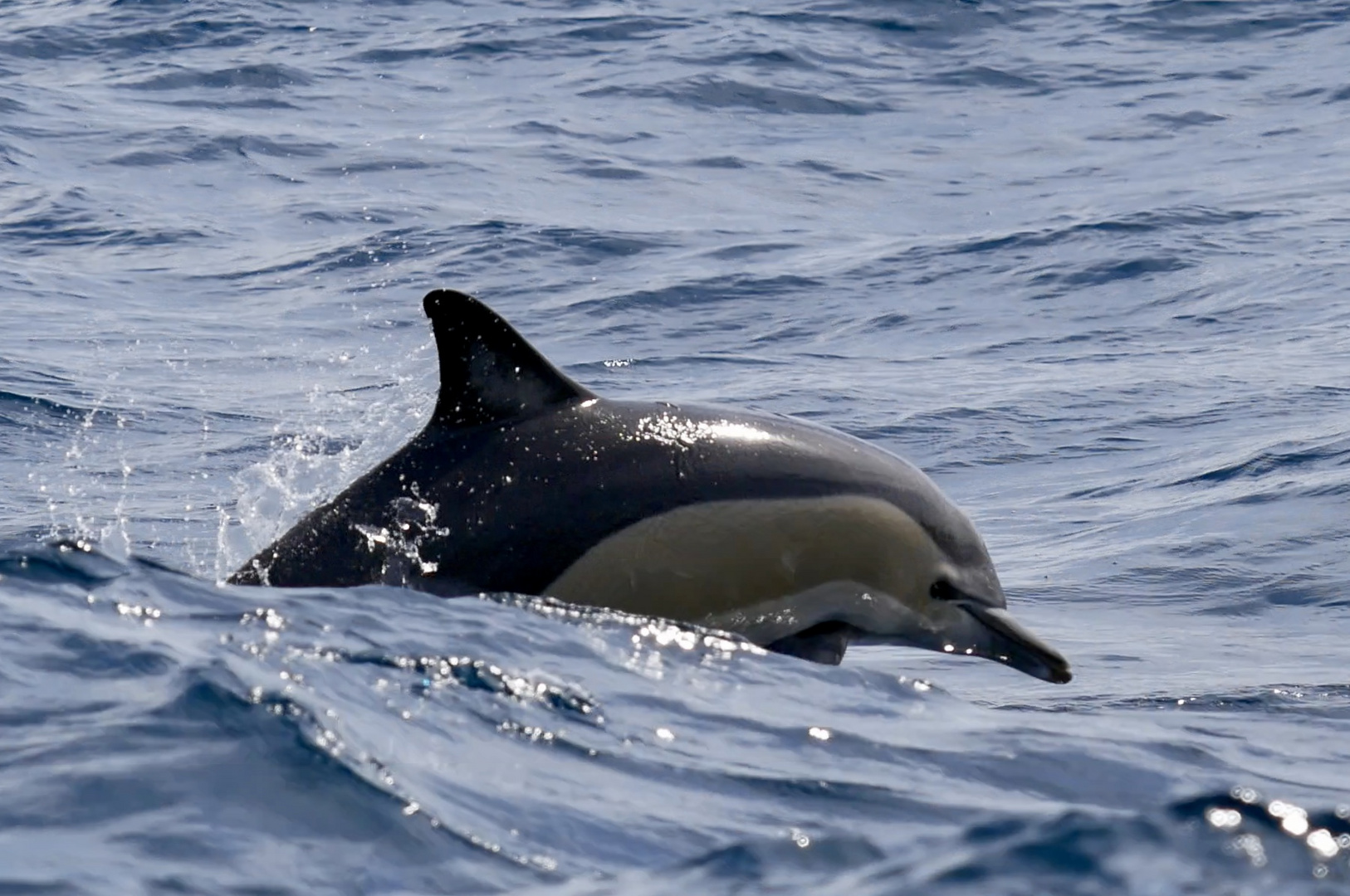 Gewöhnlicher Delphin / Commun dolphin