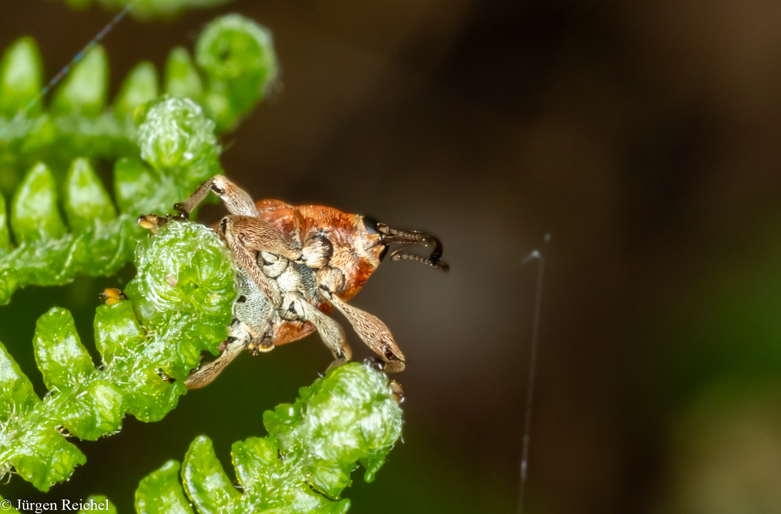 Gewöhnlicher Eichelbohrer (Curcilio glandium)