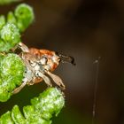 Gewöhnlicher Eichelbohrer (Curcilio glandium)