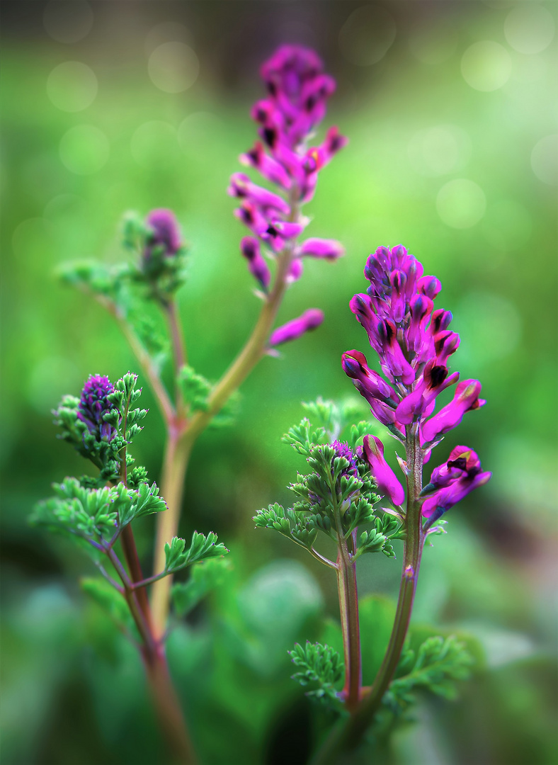 Gewöhnlicher Erdrauch (Fumaria officinalis)