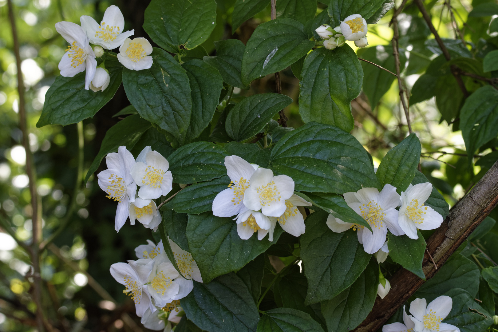 Gewöhnlicher (Europäischer) Pfeifenstrauch, auch Falscher Jasmin oder