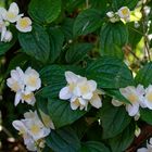 Gewöhnlicher (Europäischer) Pfeifenstrauch, auch Falscher Jasmin oder Duftjasmin genannt