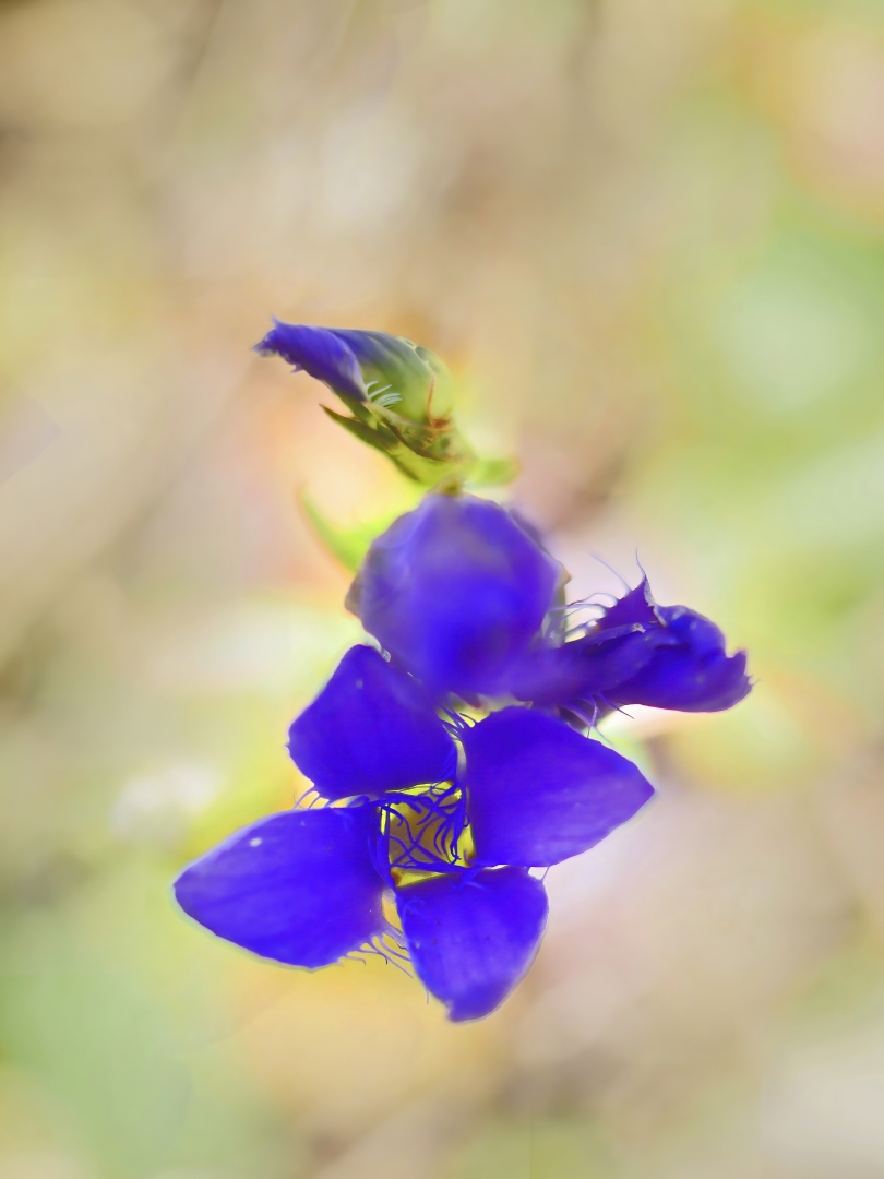 Gewöhnlicher Fransenenzian Gentianopsis ciliata