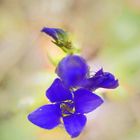 Gewöhnlicher Fransenenzian Gentianopsis ciliata