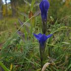 Gewöhnlicher Fransenenzian (Gentianopsis ciliata)