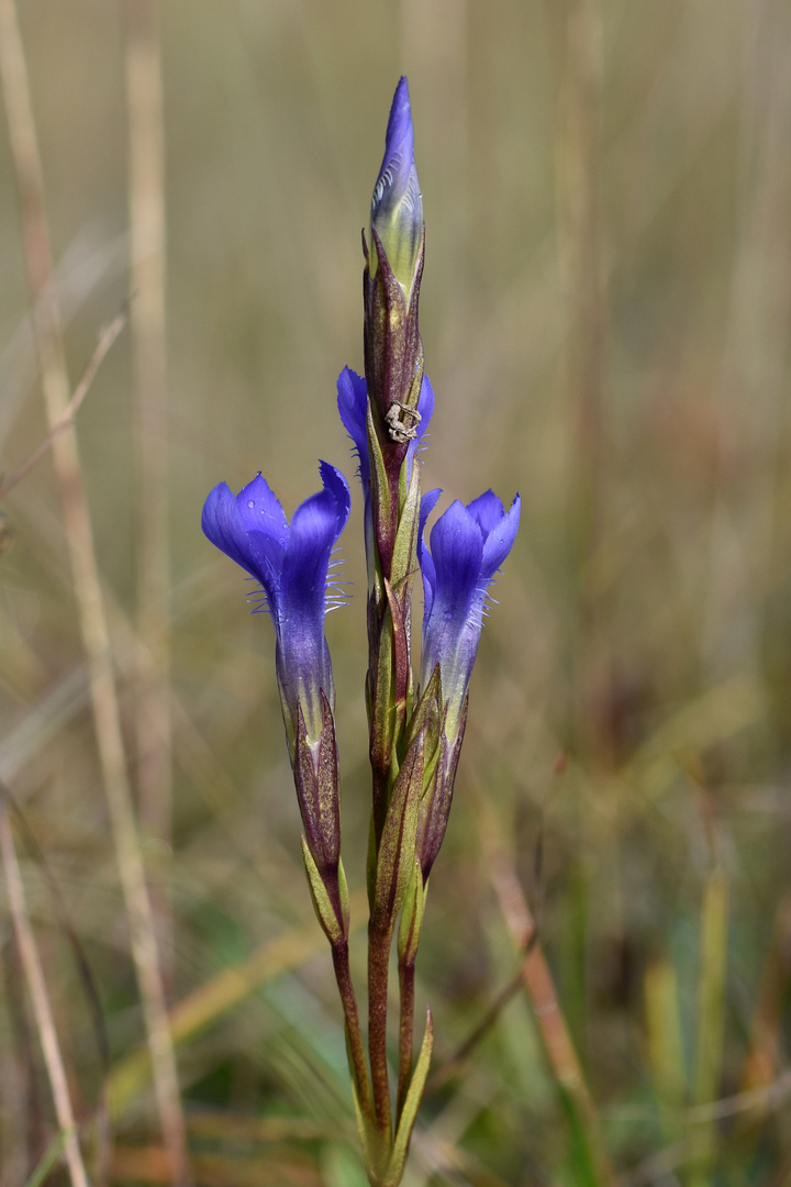 Gewöhnlicher Franzenenzian (Gentiana ciliata)