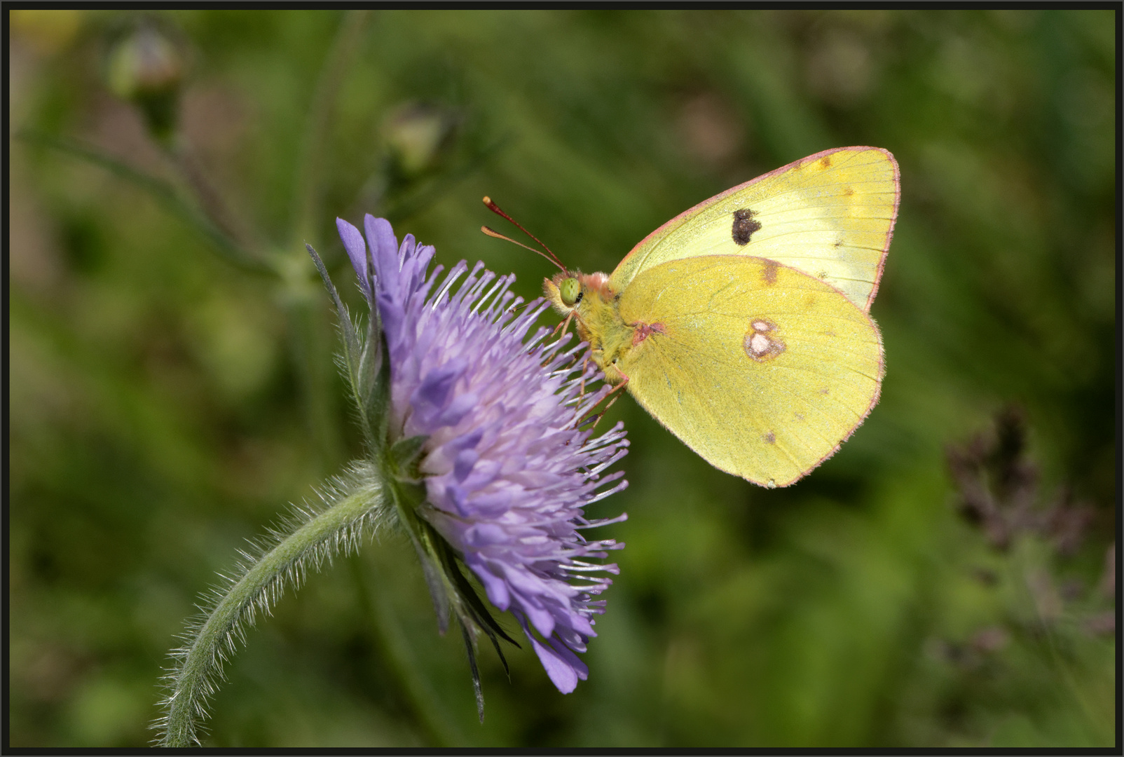 Gewöhnlicher Gelbling (Colias hyale)