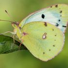 Gewöhnlicher Gelbling ( colias hyale )