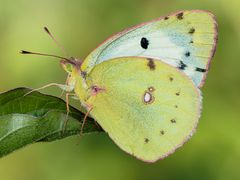 Gewöhnlicher Gelbling ( colias hyale )