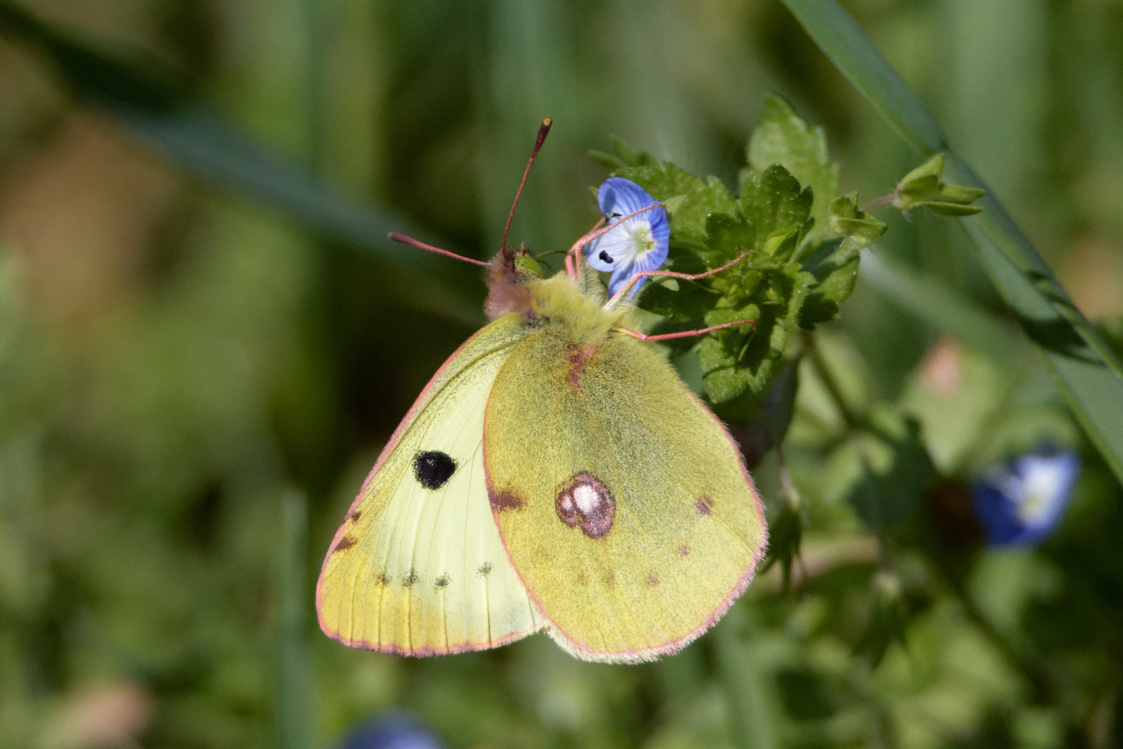 Gewöhnlicher Gelbling (Colias hyale)