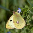 Gewöhnlicher Gelbling (Colias hyale)