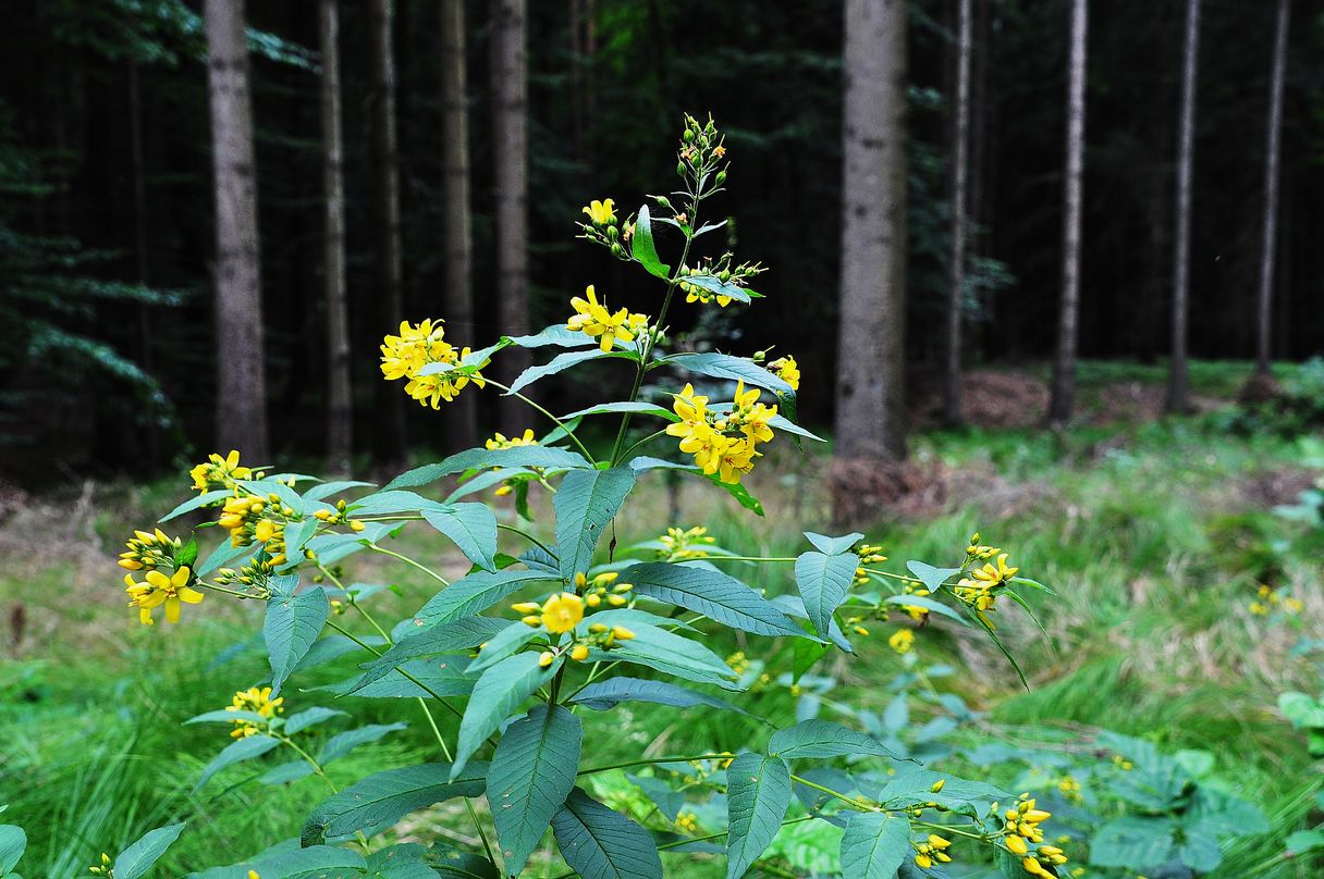 Gewöhnlicher Gilbweiderich