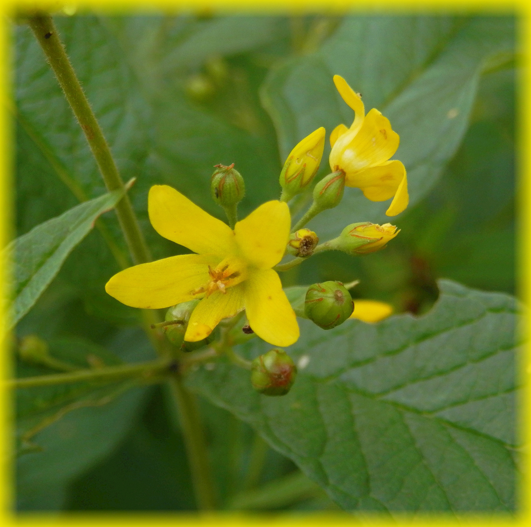 Gewöhnlicher Gilbweiderich (Lysimachia vulgaris)